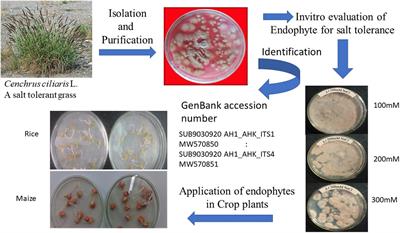 Scrutinizing the Application of Saline Endophyte to Enhance Salt Tolerance in Rice and Maize Plants